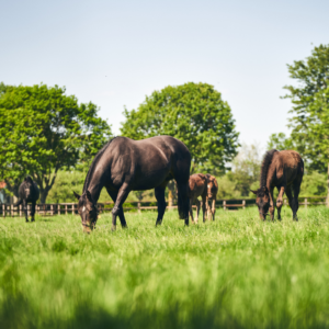 National Stud Tour