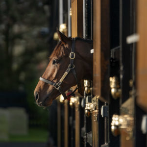 Dalham Hall Stud Tour