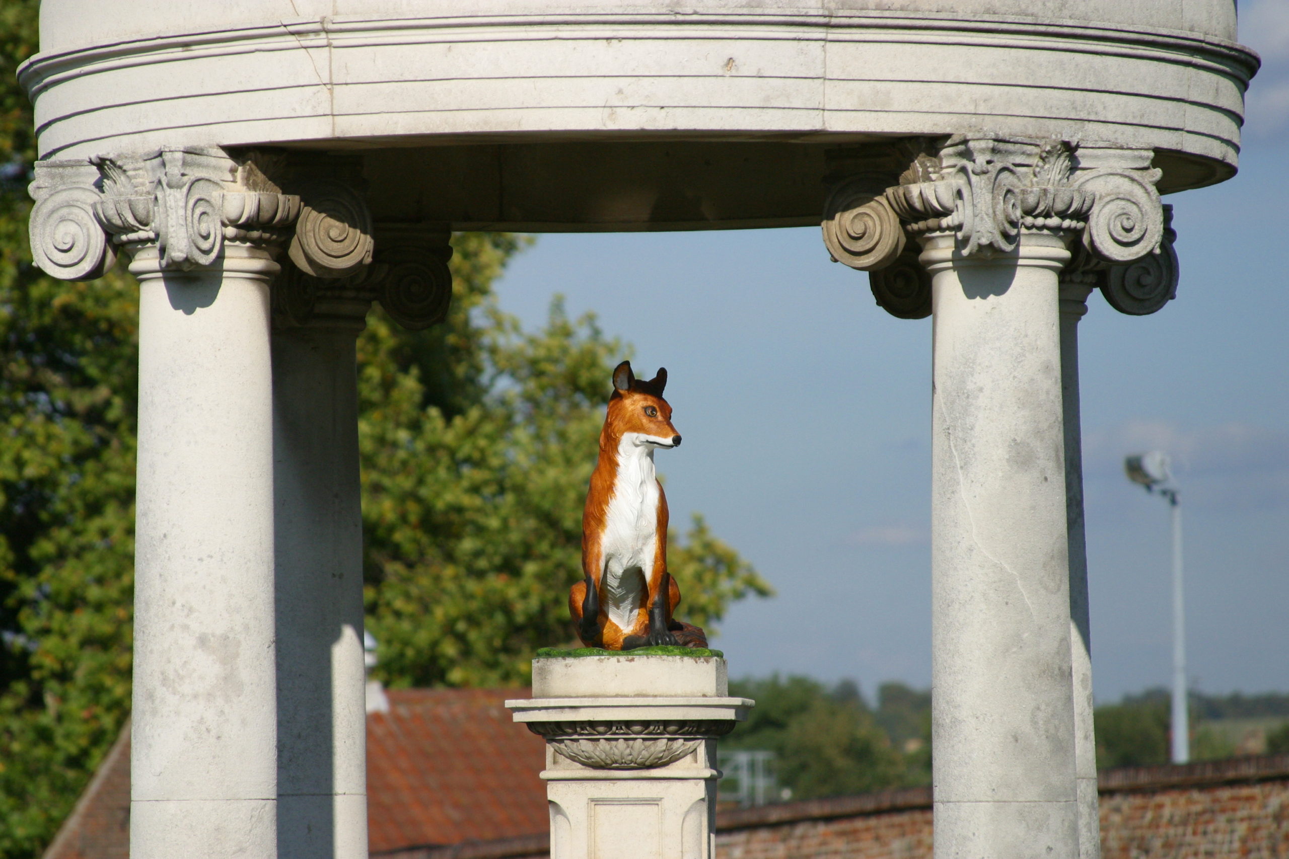 fox