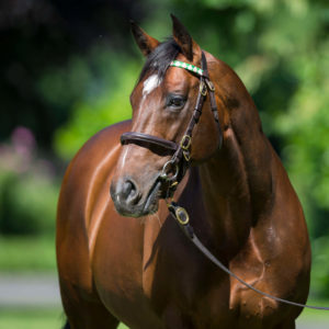 Frankel Tour
