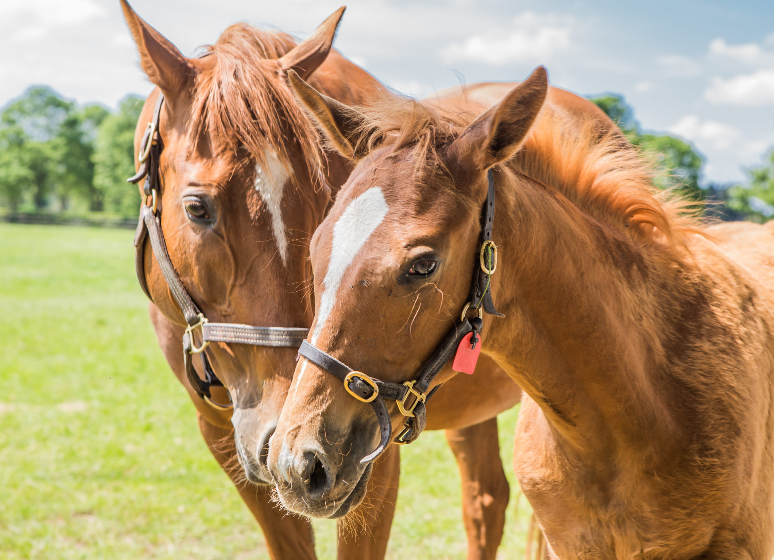 mare and foal3