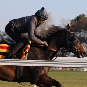 Gallops Tour